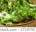 Wild vegetable cod bud 2719792