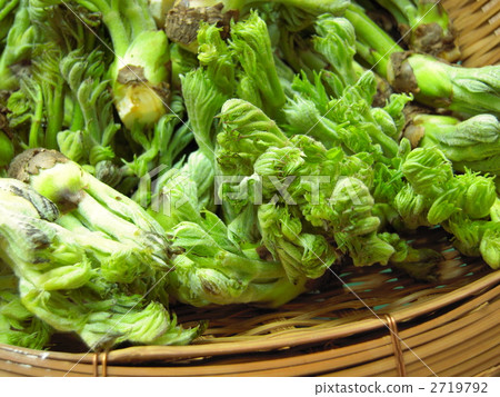 Wild vegetable cod bud Wild vegetable cod bud 2719792