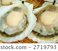 Scallops 2719793