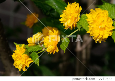 Yae Yama Baki 2719888