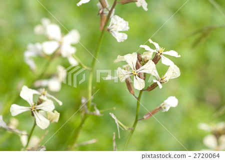 Arugula flowers 2720064