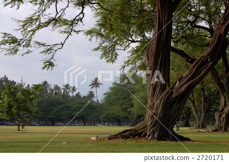 Kapiolani公園Kiave樹 Kapiolani公園Kiave樹 2720171