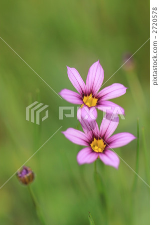 可憐的愛 可憐的愛 2720578