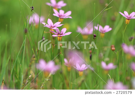 可憐的愛 可憐的愛 2720579