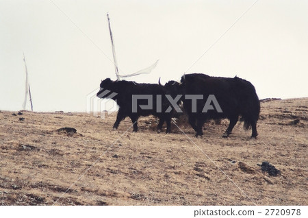 Yak and Darusin in the pasture 2720978