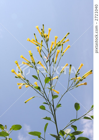 Flowers of mustard 2721040