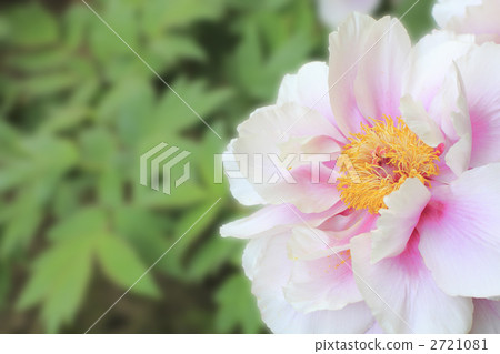 Ryukoji寺的紫藤 2721081