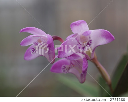 Gingianam花 Gingianam花 2721180