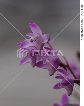 Gingianam花 Gingianam花 2721181