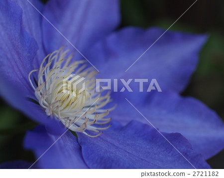 Clematis flower Clematis flower 2721182