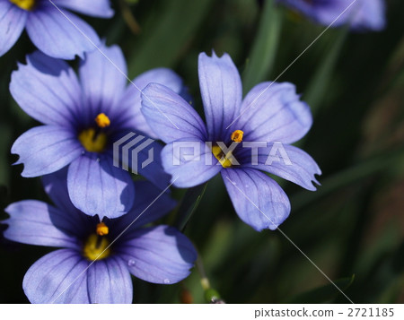 Sicilyne flower 2721185
