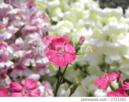 Vision Nessico 2721265