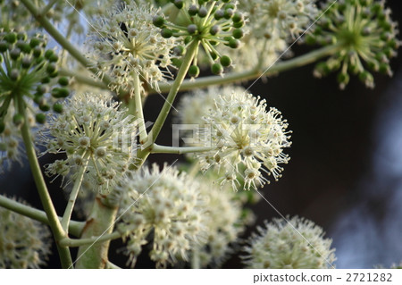 玉的花和果子 2721282