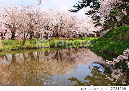 Hori和櫻花隧道在弘前城堡公園充滿了春天的櫻花 Hori和櫻花隧道在弘前城堡公園充滿了春天的櫻花 2721309