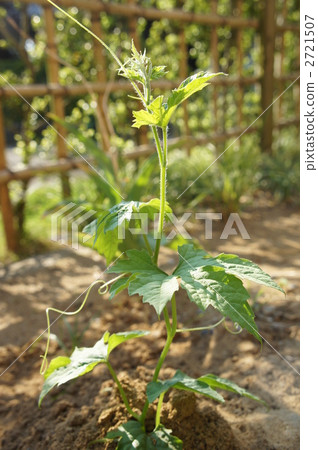 下種 播種 植物 2721507