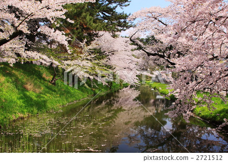 弘前城堡公園護城河充滿櫻花在春天 2721512