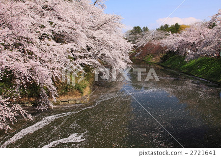 弘前城堡公園護城河充滿櫻花在春天 2721641