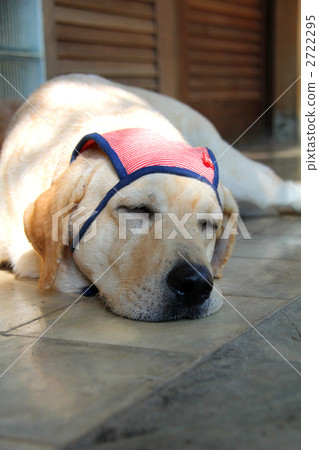 拉布拉多戴著泳帽〜睡覺〜 拉布拉多戴著泳帽〜睡覺〜 2722295