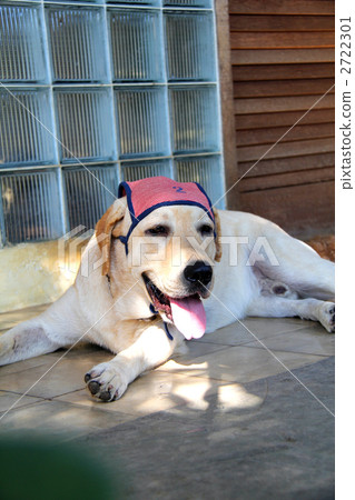 拉布拉多戴著泳帽 2722301