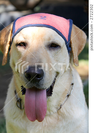 拉布拉多戴著泳帽 拉布拉多戴著泳帽 2722302