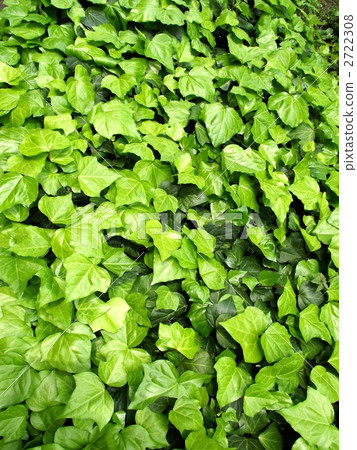 常春藤遍布花園 2722308