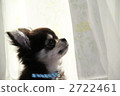 toy dog, small-breed dog, doggy 2722461