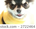 toy dog, small-breed dog, doggy 2722464