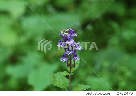 Skullcap Skullcap 2722479