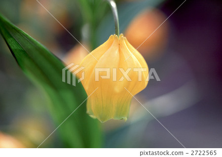 65631 Thunder sonia 2722565