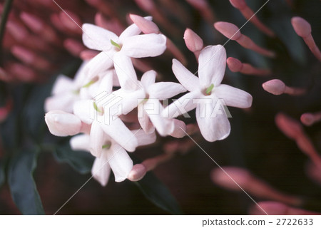 65720茉莉花 65720茉莉花 2722633