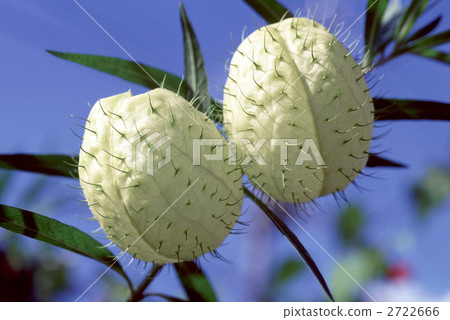 65773 Fusen Towata 2722666