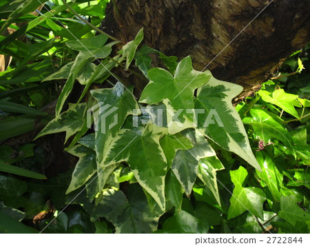 ivy, foliage plant, crane 2722844
