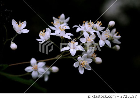 Marubautsugi 2723157