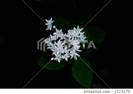 Marubautsugi 2723170