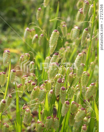 Madder beetle 2723266