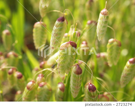 Madder beetle Madder beetle 2723274