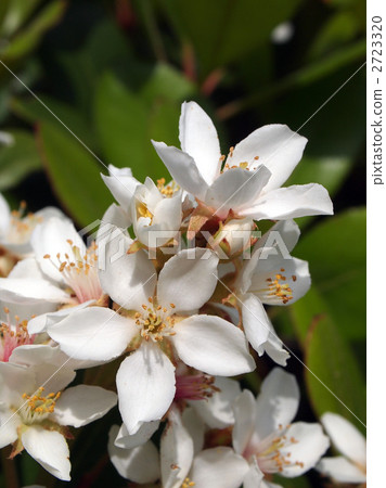 Marubasharinbai Marubasharinbai 2723320