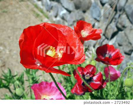 東方罌粟 東方罌粟 2723492