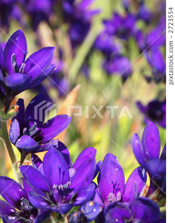 Babyana(hozakia yama) Babyana(hozakia yama) 2723554