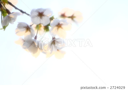 Fluffy cherry tree Fluffy cherry tree 2724029
