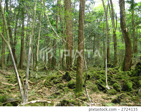 Aokigahara Jukai Aokigahara Jukai 2724135