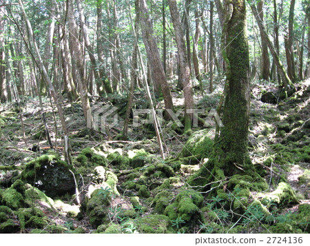 Sunlight through the trees Sunlight through the trees 2724136
