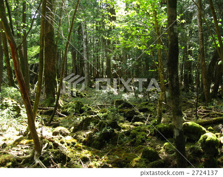 In the woods In the woods 2724137