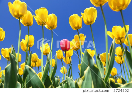 鬱金香 2724302