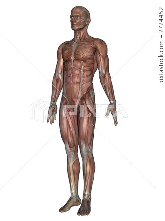 Male human body model 2724452