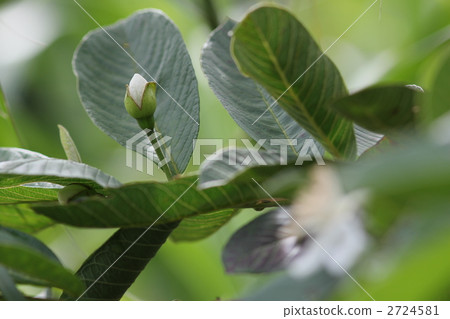 Bud of Guava Bud of Guava 2724581