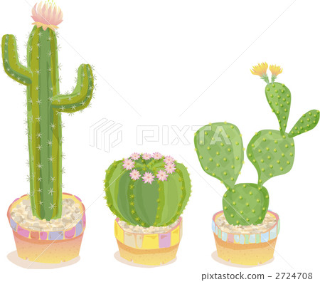 Cactus 2724708