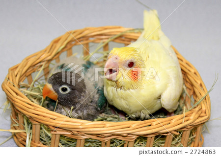 鸚鵡和按鈕軟木 2724863