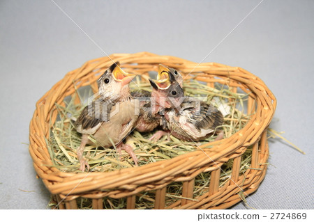 Fumigator's chick 2724869