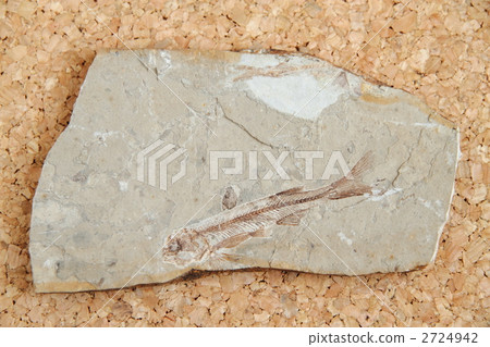 魚化石Ricopltera 2724942